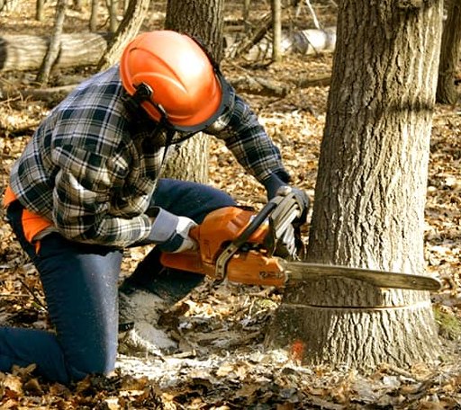 Tree Removal in Mercedes, TX